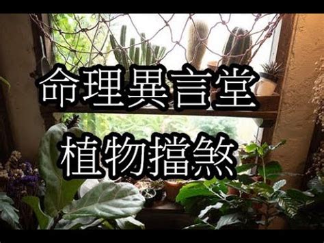 擋壁刀煞植物|擋煞植物實測：效果驚人